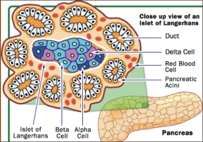 Islet Cells