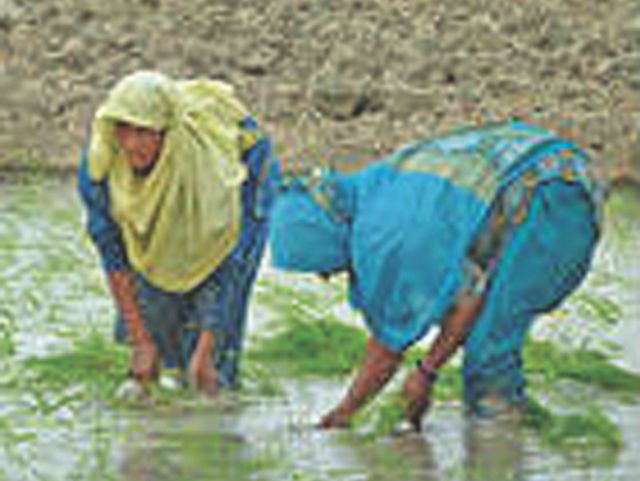 Aromatic rice to fight arsenic