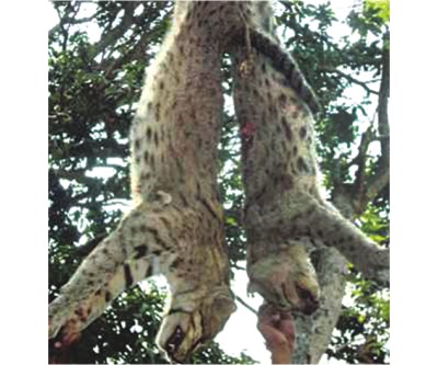hanged