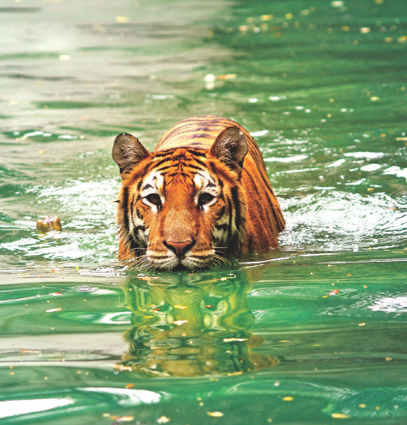 Tiger attacks in the Sundarbans - Wikipedia
