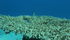 coral reefs
