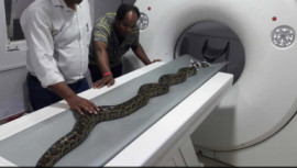 8-foot Burmese python