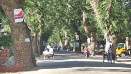 Cutting tress of Jessore Road