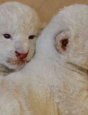 rare white wild cats rare white wild cats, Offbeat, white lions, white tigers, central Poland, private zoo, zoo in Poland
