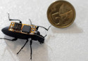 Beetles to the rescue in disasters