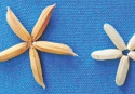 Country's first biotech rice released