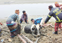 Frantic efforts to save a cow in danger 