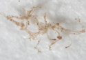 Dinosaur blood vessels survived 80m yrs without fossilizing