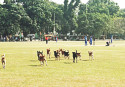 Going to the dogs