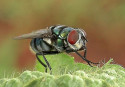 Flies can help in public health surveillance: Study