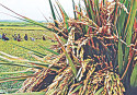 Right to food security