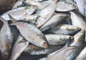 Govt to lift ban on hilsa export: Minister