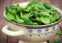 Eating leafy greens may stave off memory loss: Study
