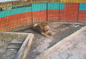Juboraj the lion dies