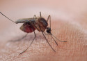 The perfect crime foiled by... a mosquito