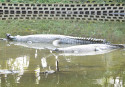 Good time for Rajshahi Zoo Gharials