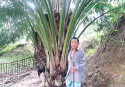 The lure of palm oil