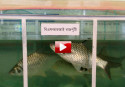 Fish farming: 50% profit in 5 months (video)