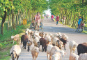 The miraculous journey of a sheep herder