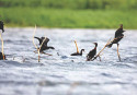 Tanguar Haor: Accusations fly as unique biodiversity comes under threat 