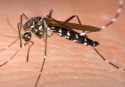 Monsoon and the mosquito menace