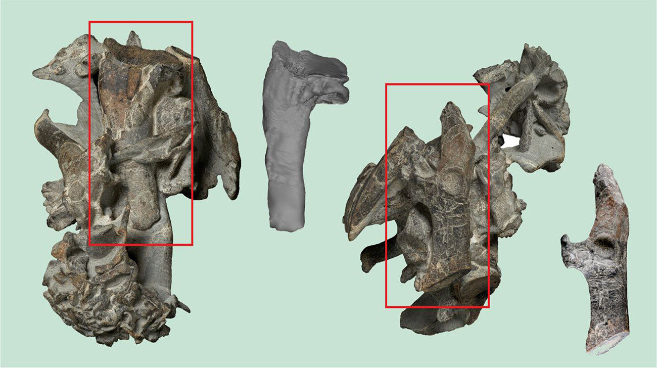 The fossil of a giant penguin