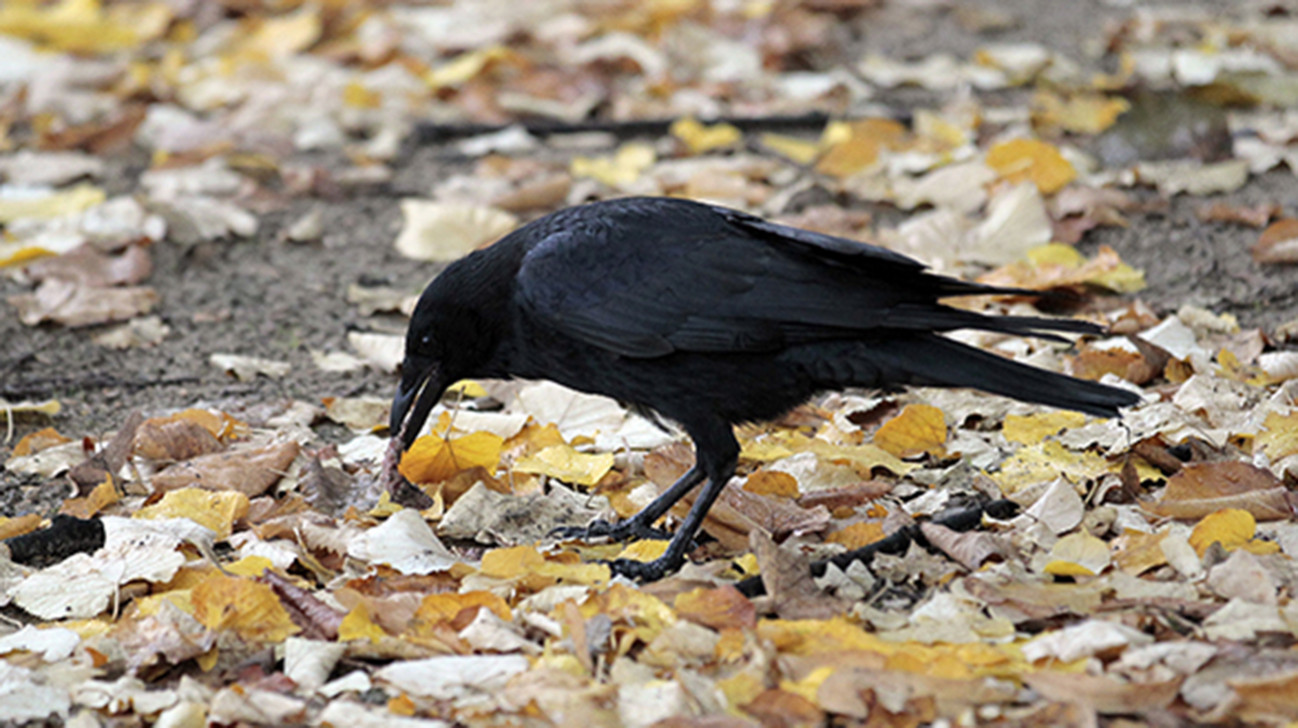 Scientists say ravens able to think ahead