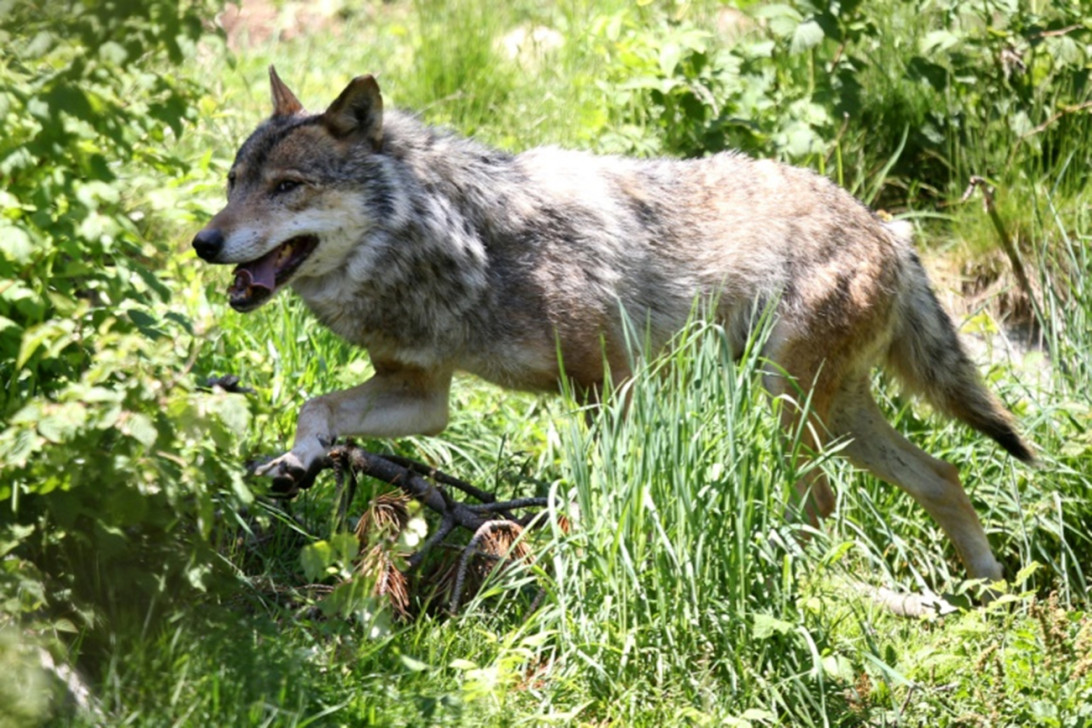 Image result for youtube A wolf has been spotted in Belgium for the first time in 100 years