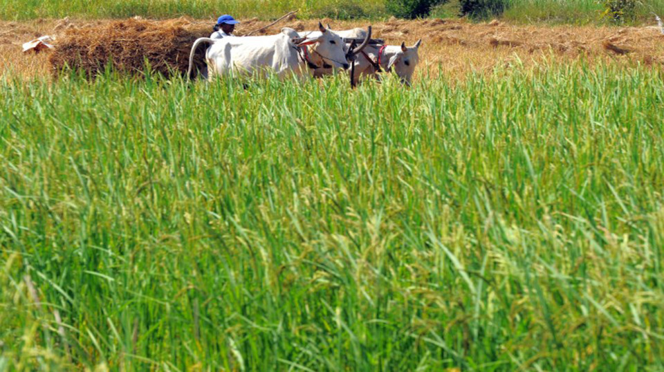 cambodia-rice-afp