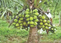 Small in size, rich in yield