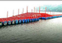Innovative bridge