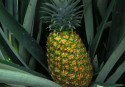 Cocaine found in fresh pineapples