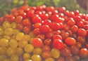 Tiniest cherry tomato grown
