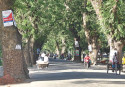 Status-quo on felling trees on Jessore Road 