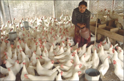 Chinese firm to shakeup animal feed market | The Daily Star Chinese firm to shakeup animal feed market | The Daily Star