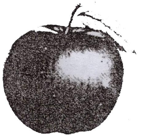 Party Symbol
