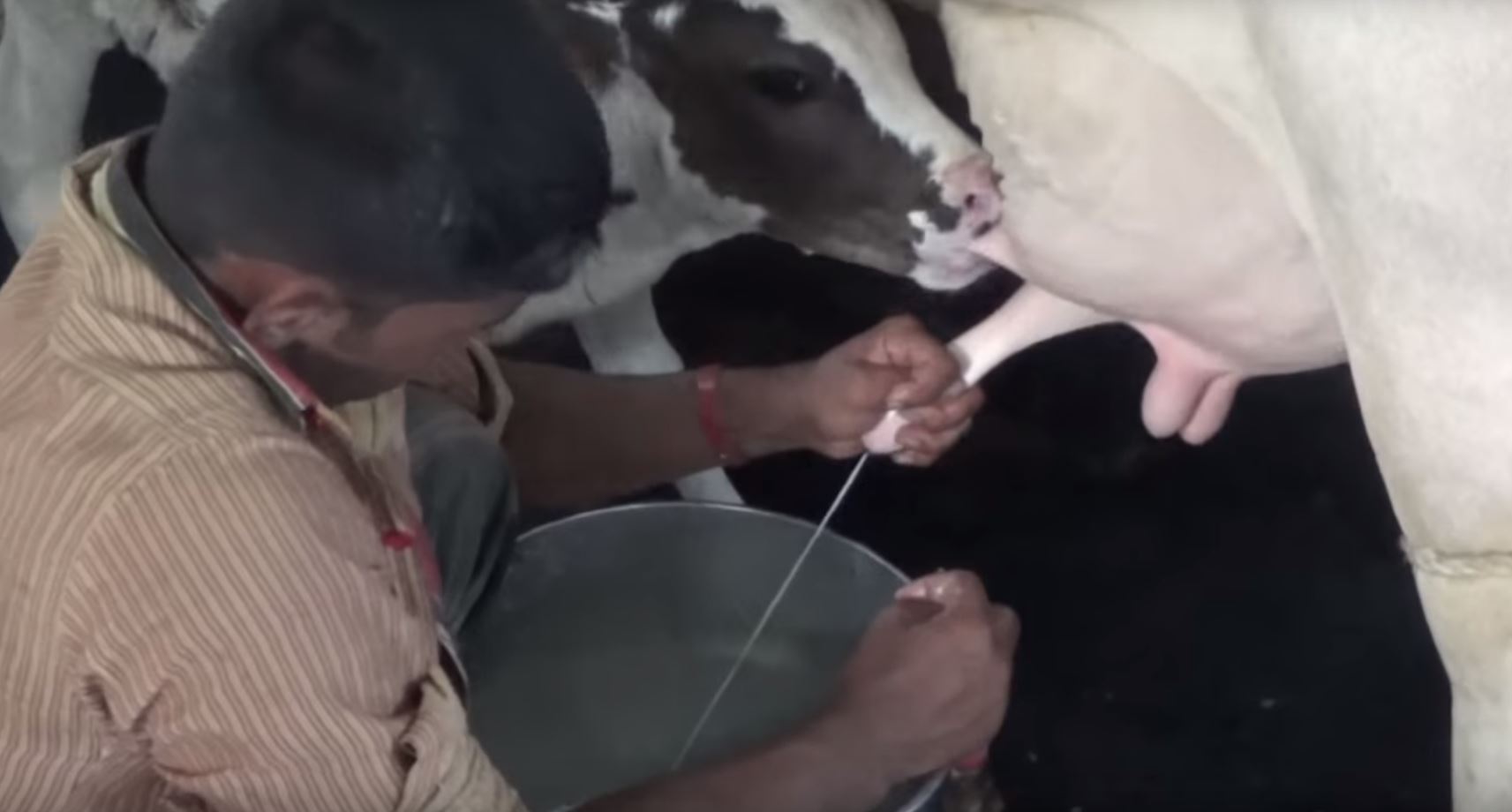 Lead, Pesticides in Milk: HC orders ACC to launch probe