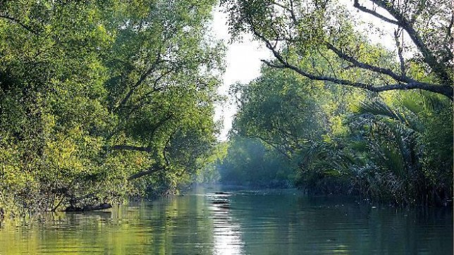 Sundarbans: Bangladesh's shield against cyclones