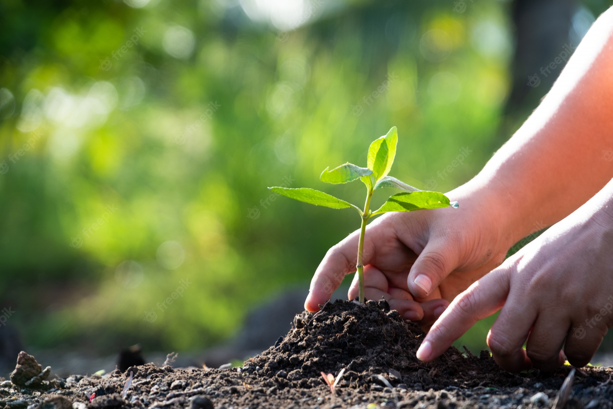 DNCC to plant two lakh trees in two years
