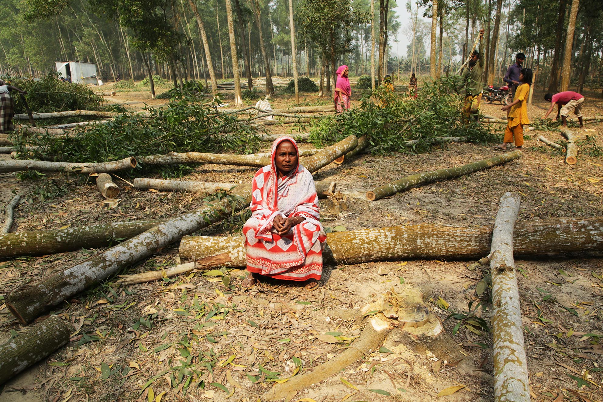 How forestry projects destroy forests