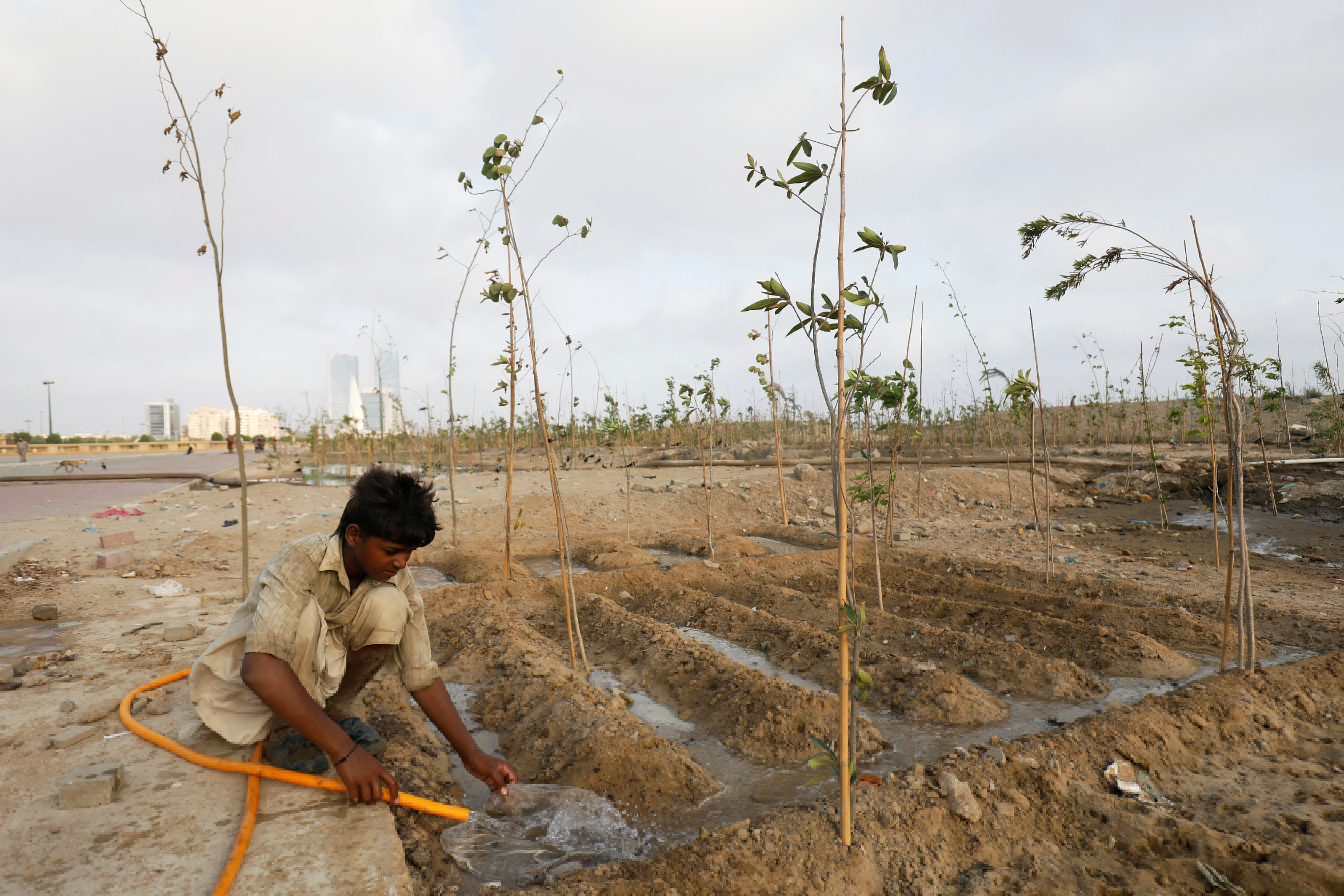 Planting trees during heatwaves is not a good idea. Here's why