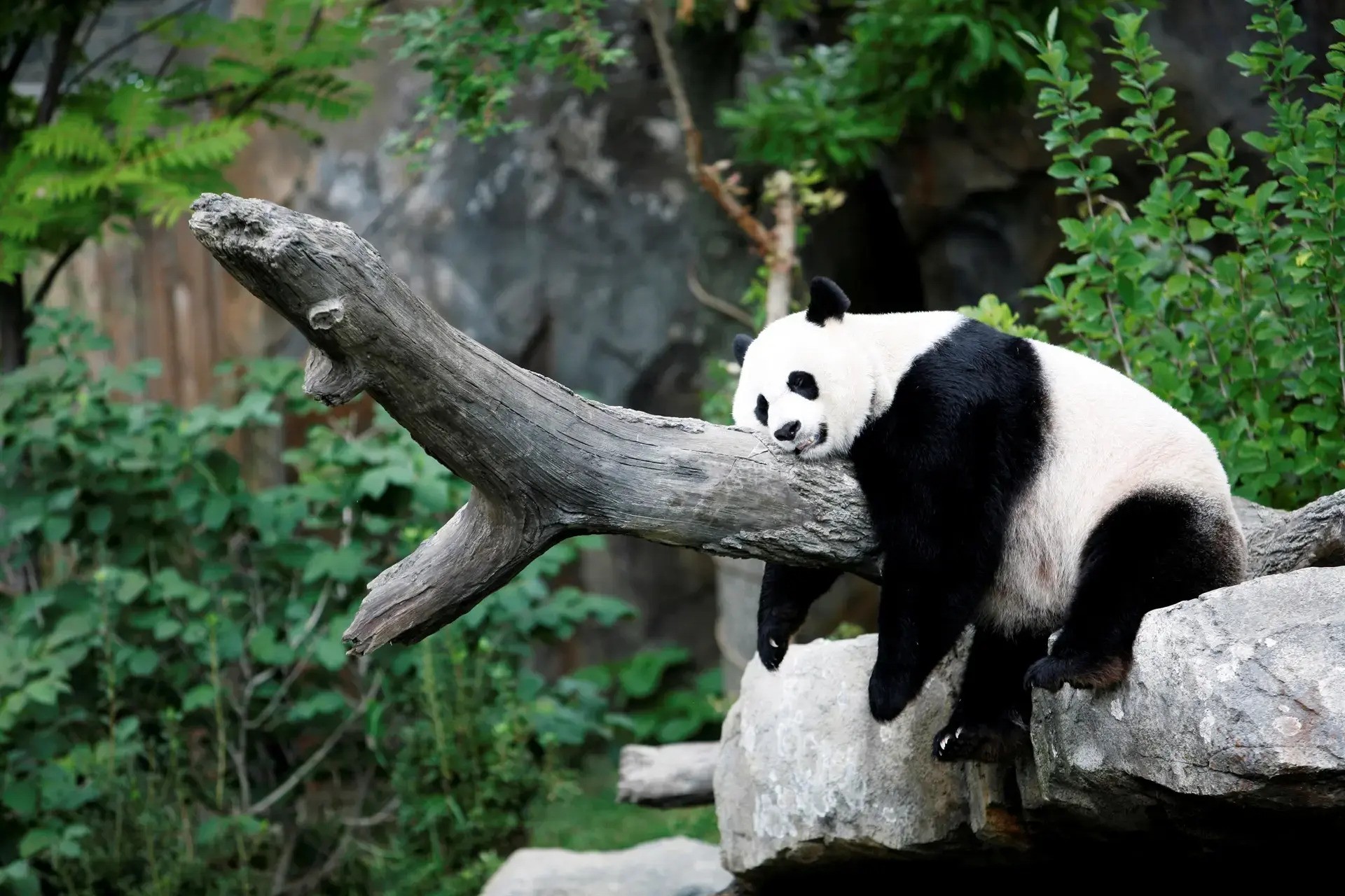 Panda diplomacy explained