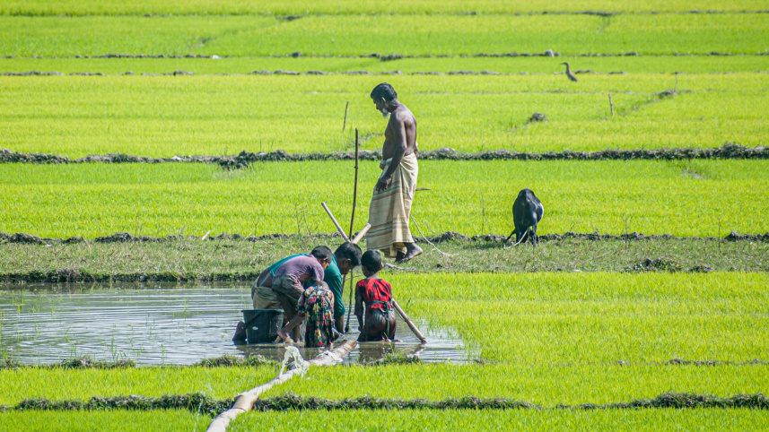 OP_1-Paddy_field.jpg