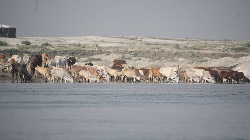 OP_1_CATTLE.jpg