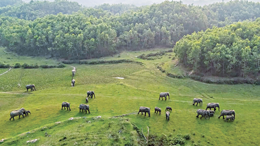 elephant_2.jpg