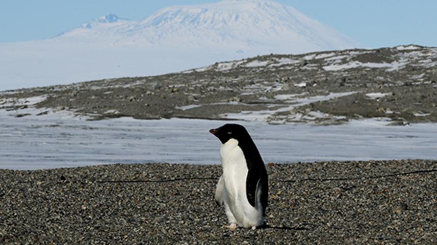Adelie penguins
