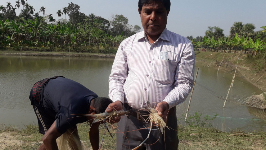 Swapans-prawn-farming.jpg