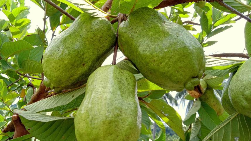 guava.jpg