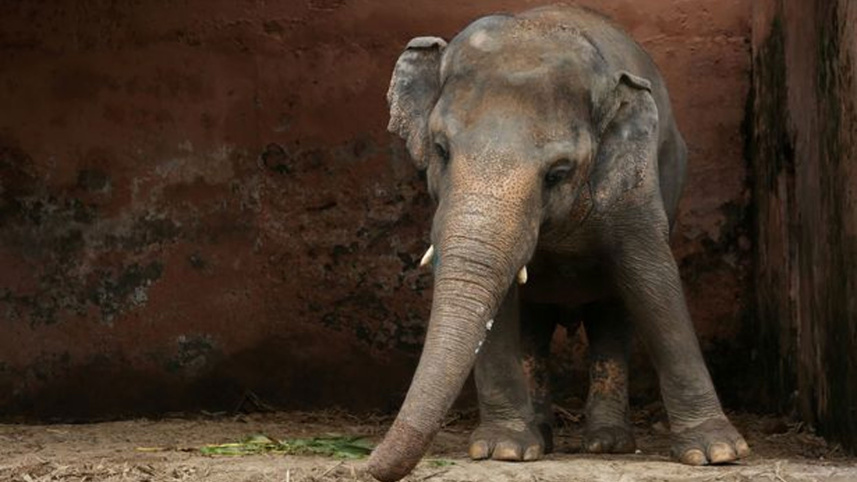 Kaavan-tells.jpg
