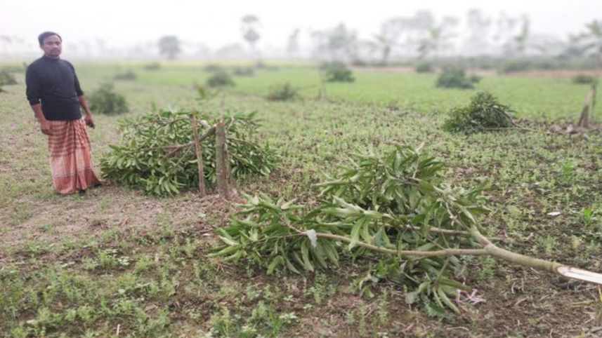 mango-web.jpg